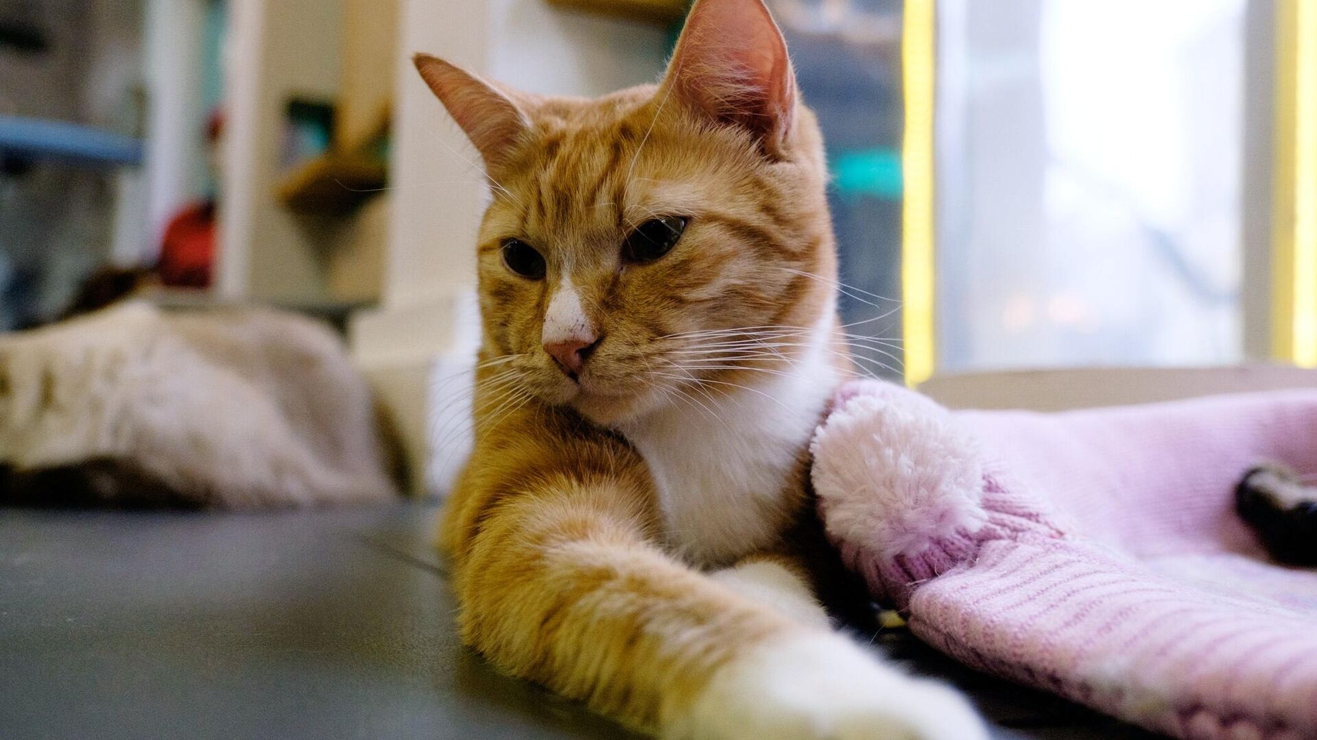 Эрмитажный кот по кличке Аристократ Эрмитажный кот по кличке Аристократ - РИА Новости, 1920, 14.12.2022