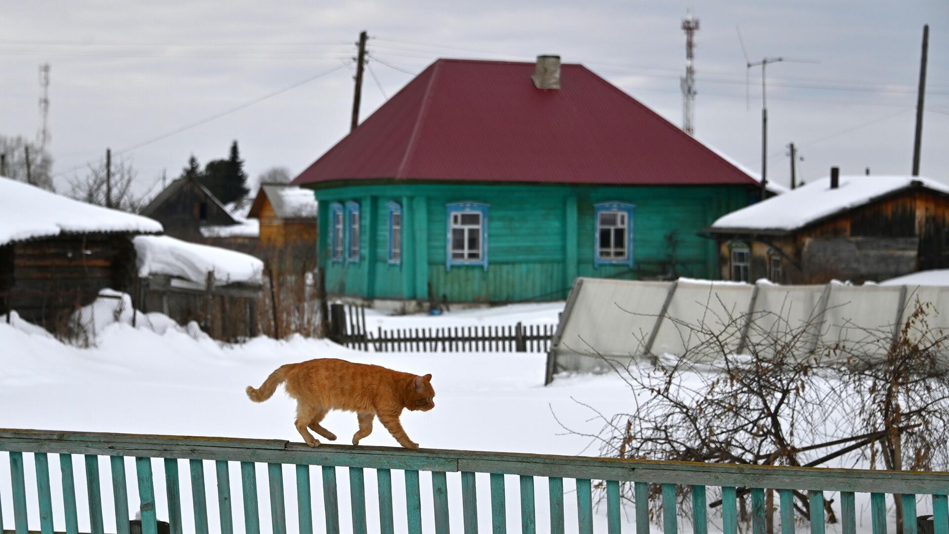 Кот идет по забору в поселке Усть-Ишим Омской области - РИА Новости, 1920, 25.12.2022