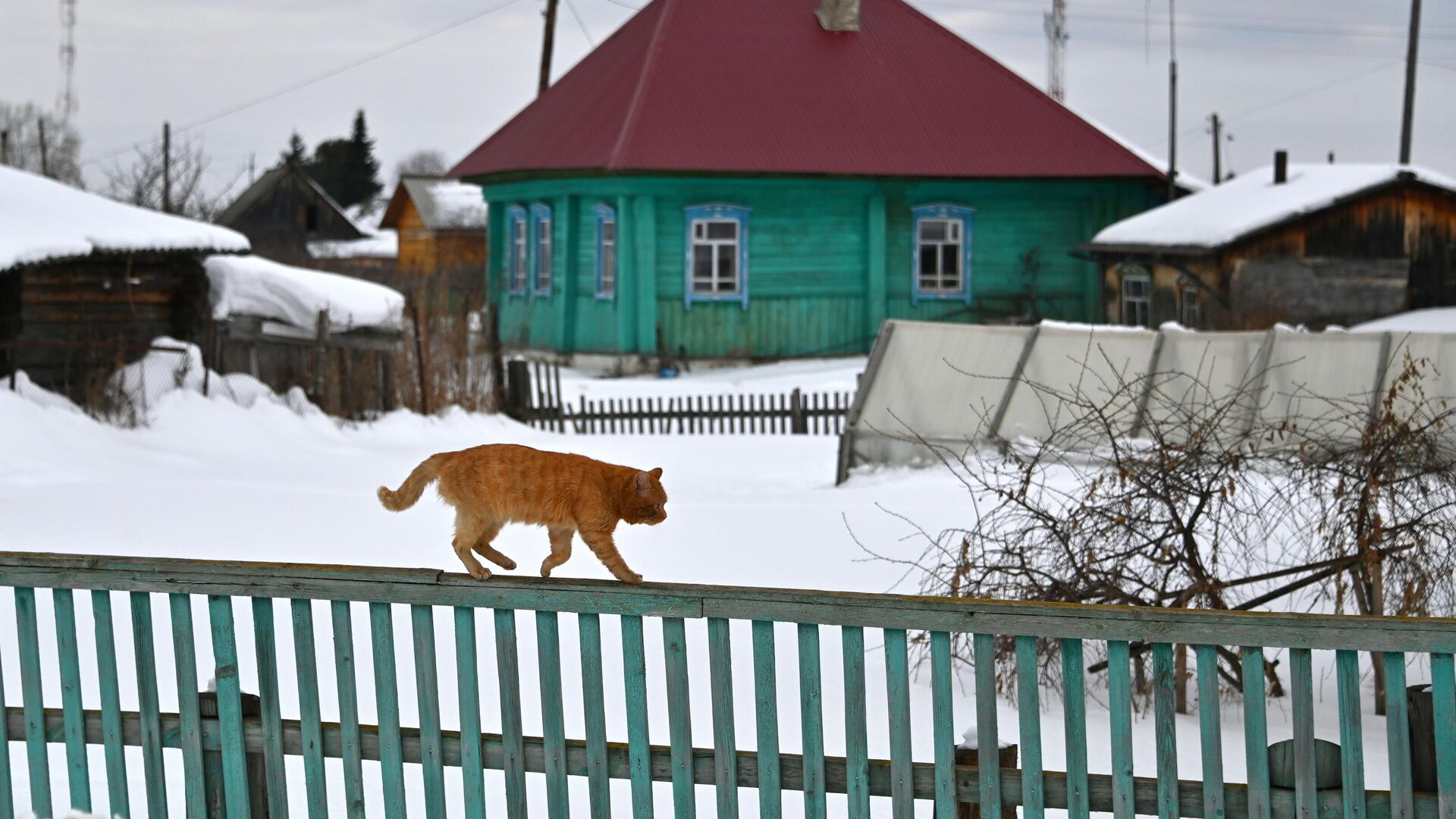 Кот идет по забору в поселке Усть-Ишим Омской области - РИА Новости, 1920, 25.12.2022