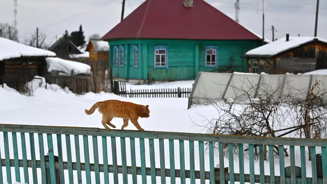 Кот идет по забору в поселке Усть-Ишим Омской области