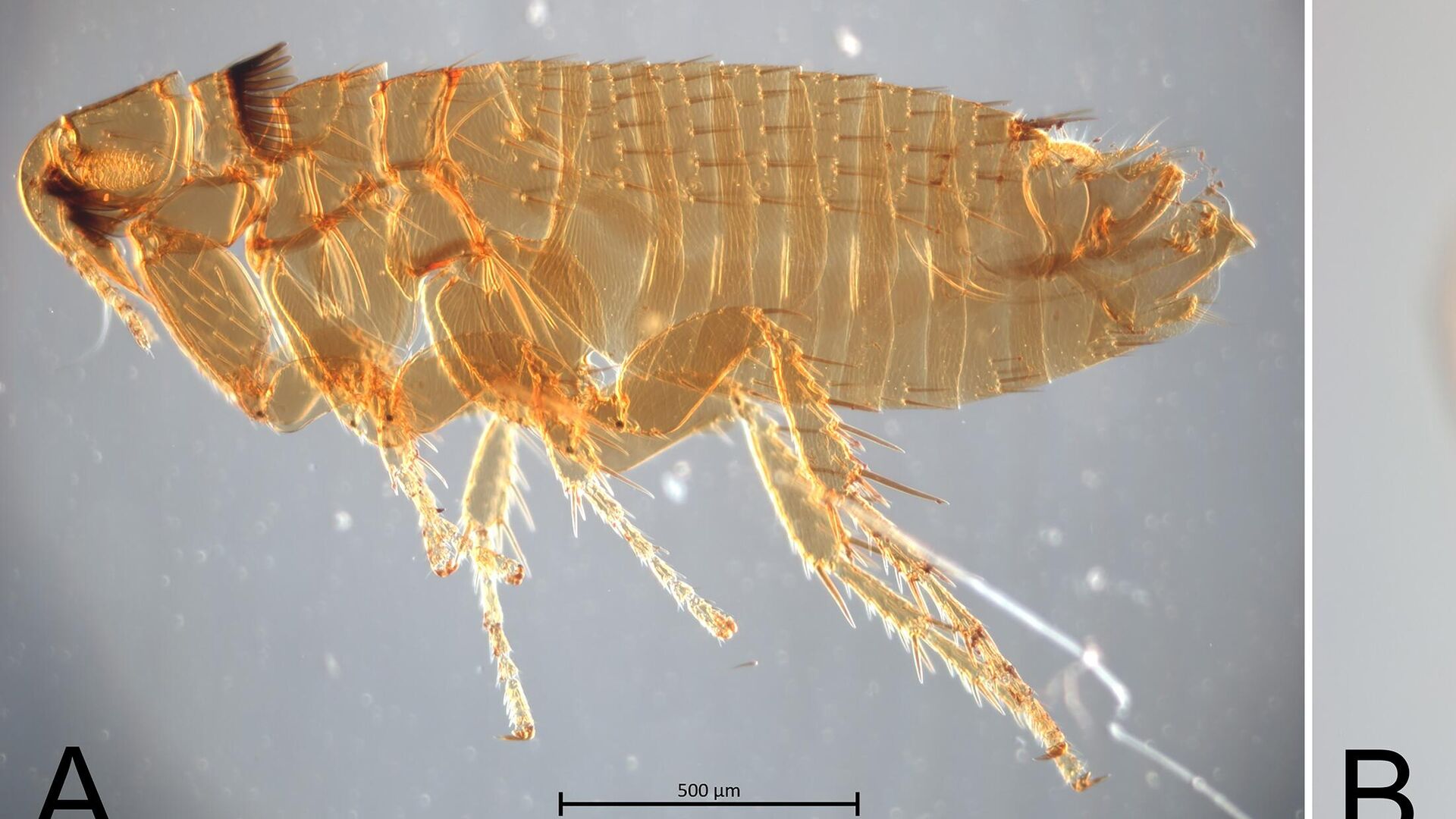 Блохи видов Paleopsylla soricis soricis и Amalaraeus penicilliger - РИА Новости, 1920, 07.12.2022