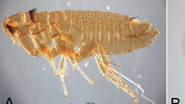 Блохи видов Paleopsylla soricis soricis и Amalaraeus penicilliger