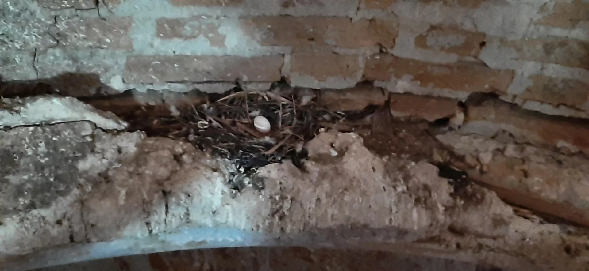 Гнездо в барабане нуждающегося в реставрации Никольского собора Никольского монастыря Старой Ладоги - РИА Новости, 1920, 07.12.2022