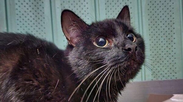 Черный кот, найденный в спортивной сумке в метрополитене Москвы