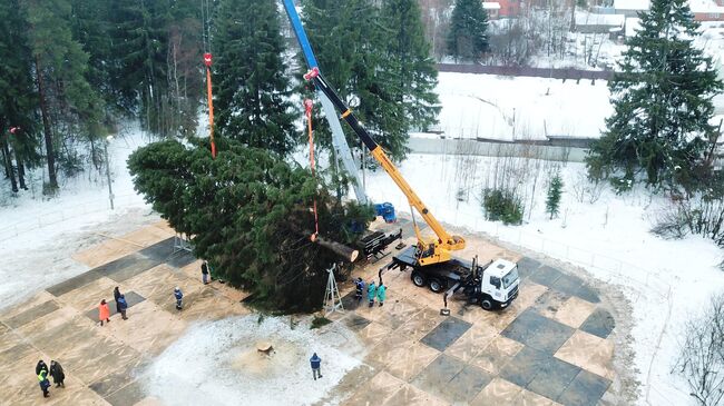 Рубка главной новогодней елки в Волоколамском городском округе Московской области