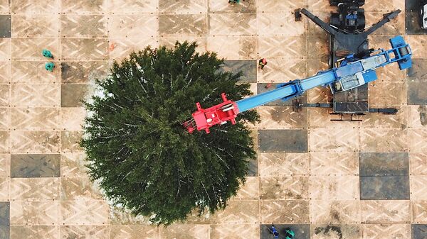 Рубка главной новогодней елки в Волоколамском городском округе Московской области