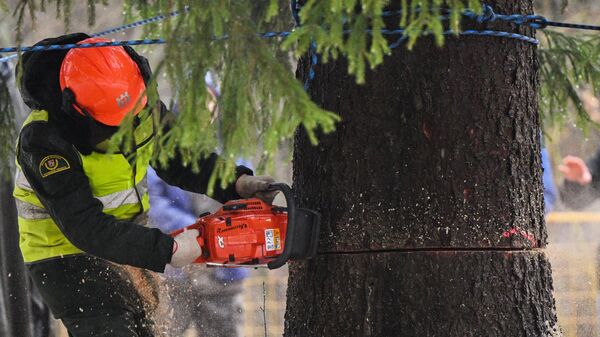 Рабочий спиливает главную новогоднюю елку в Волоколамском городском округе Московской области