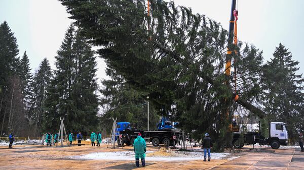 Рубка главной новогодней елки в Волоколамском городском округе Московской области