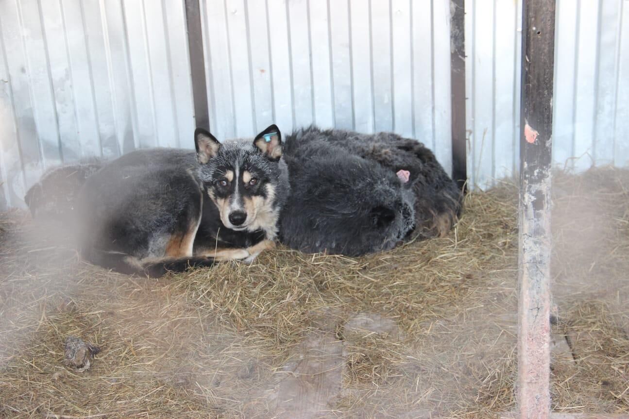 Собаки в приюте Собаки в приюте - РИА Новости, 1920, 12.12.2022