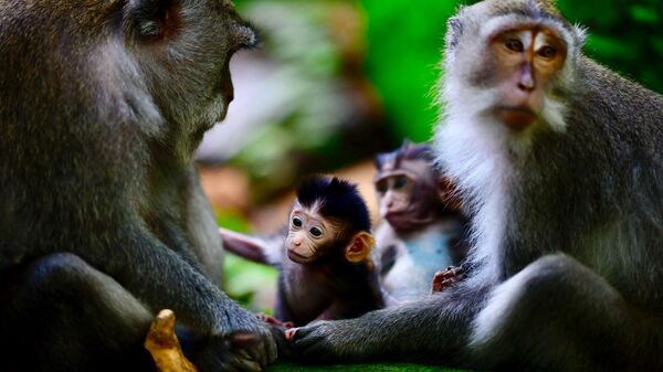 Лес обезьян в Убуде, Бали