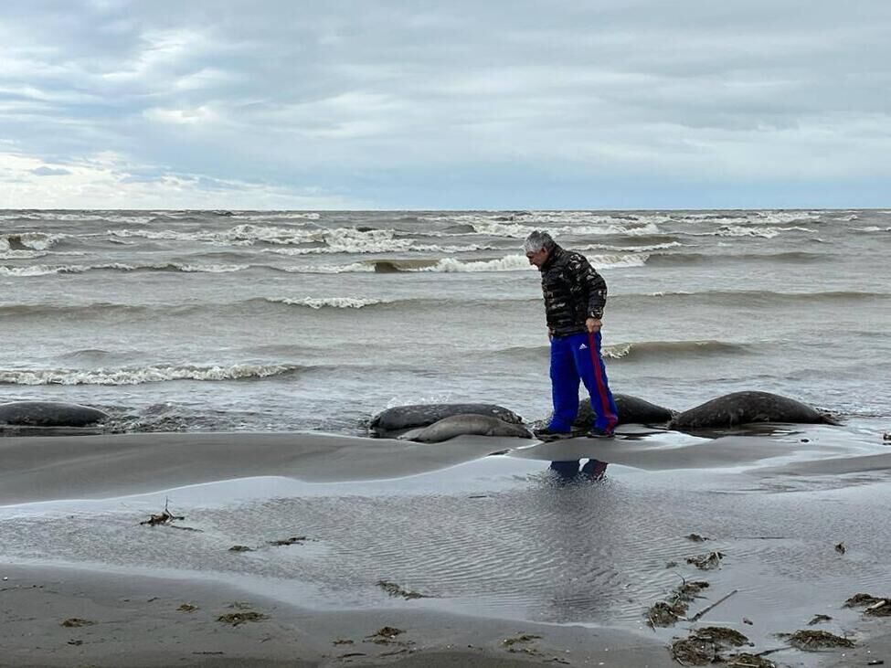 На месте гибели тюленей на берегу Каспийского моря в Дагестане - РИА Новости, 1920, 03.02.2023