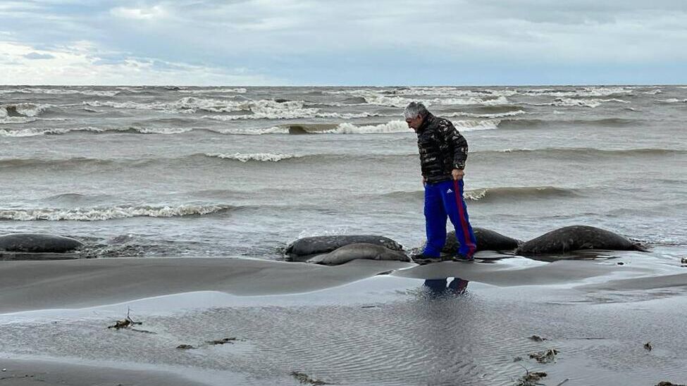 На месте гибели тюленей на берегу Каспийского моря в Дагестане - РИА Новости, 1920, 19.01.2024