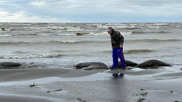 На месте гибели тюленей на берегу Каспийского моря в Дагестане