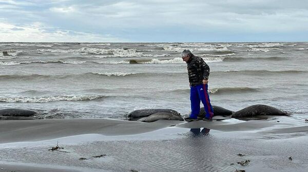 На месте гибели тюленей на берегу Каспийского моря в Дагестане