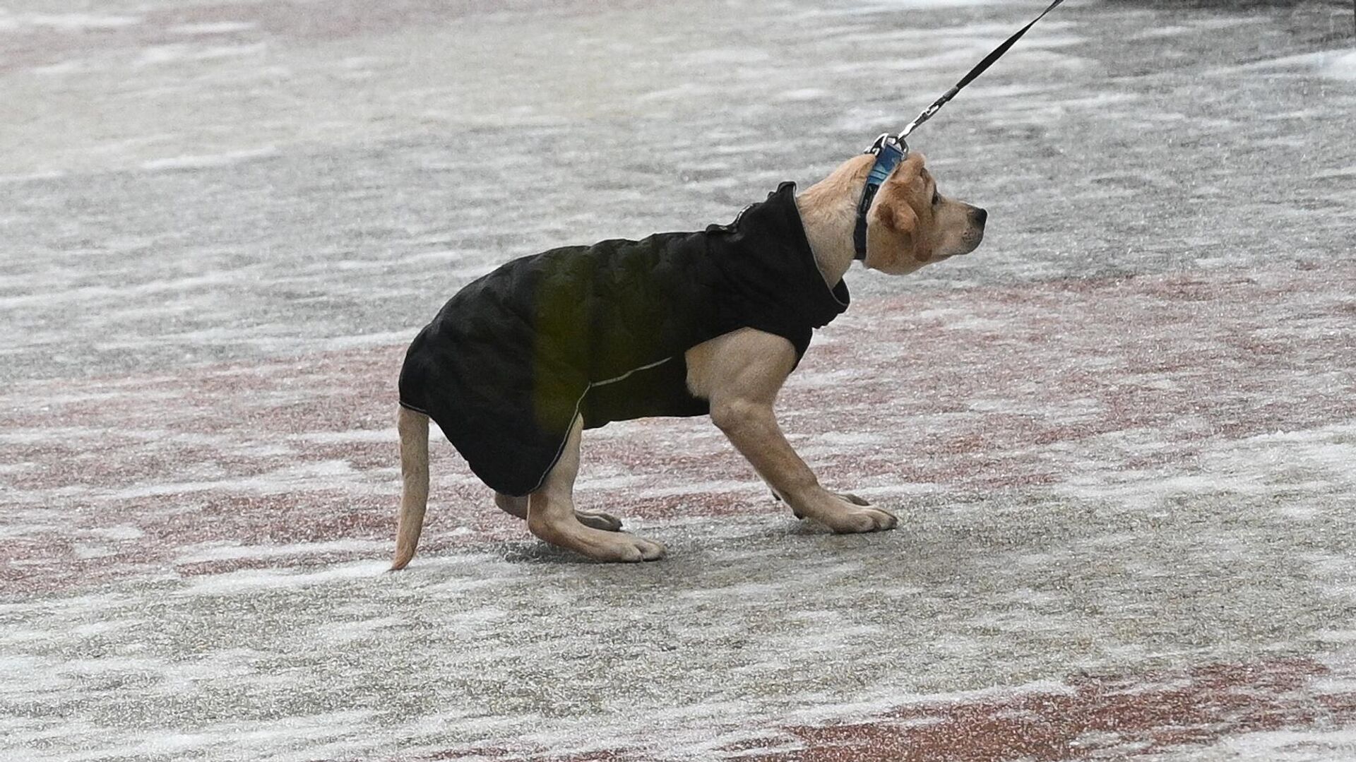 Собака гуляет в Москве  - РИА Новости, 1920, 01.02.2024