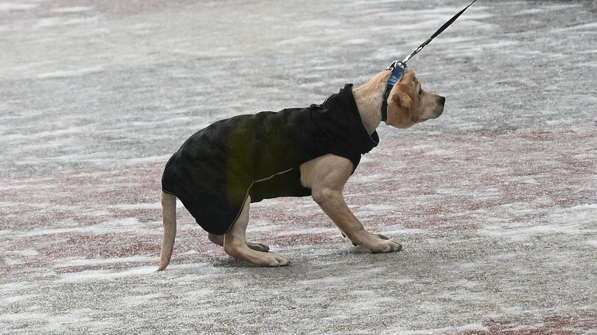 Собака гуляет в Москве  - РИА Новости, 1920, 31.01.2024