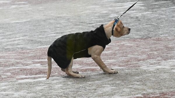 Собака гуляет в Москве 