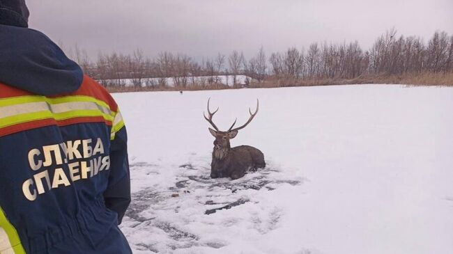 Спасатели вывели со льда оленя в Саратове