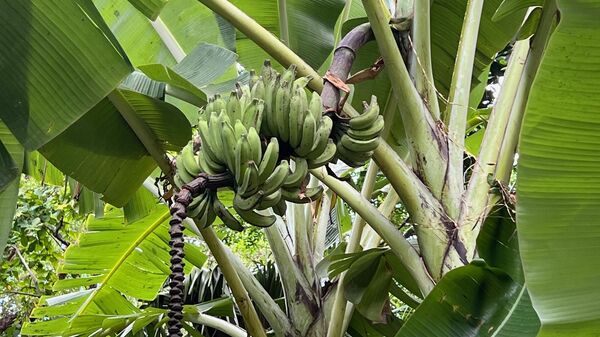 Банановое дерево, Сейшелы