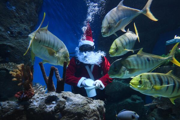 Дайвер в костюме Деда Мороза кормит рыб в аквариуме Центра океанографии и морской биологии Дельфиния в Новосибирске