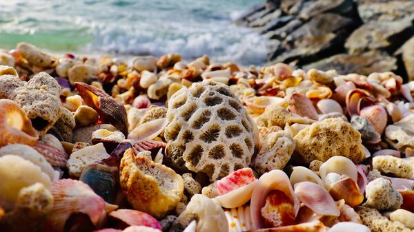 Ракушки на пляже в Аджмане, ОАЭ