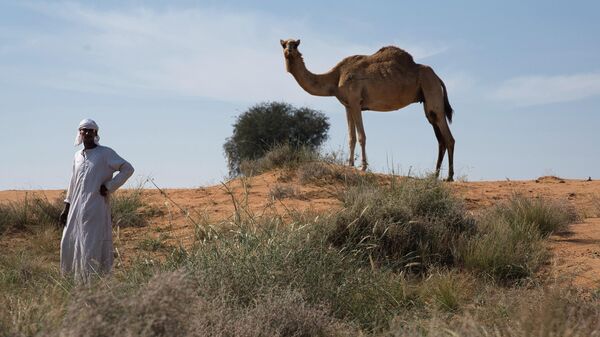 Пастух с верблюдом в Умм-эль-Кувейне, ОАЭ