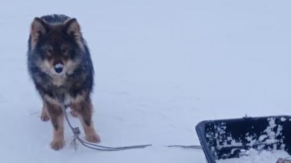 Собака в Якутии привела спасателей к хозяину