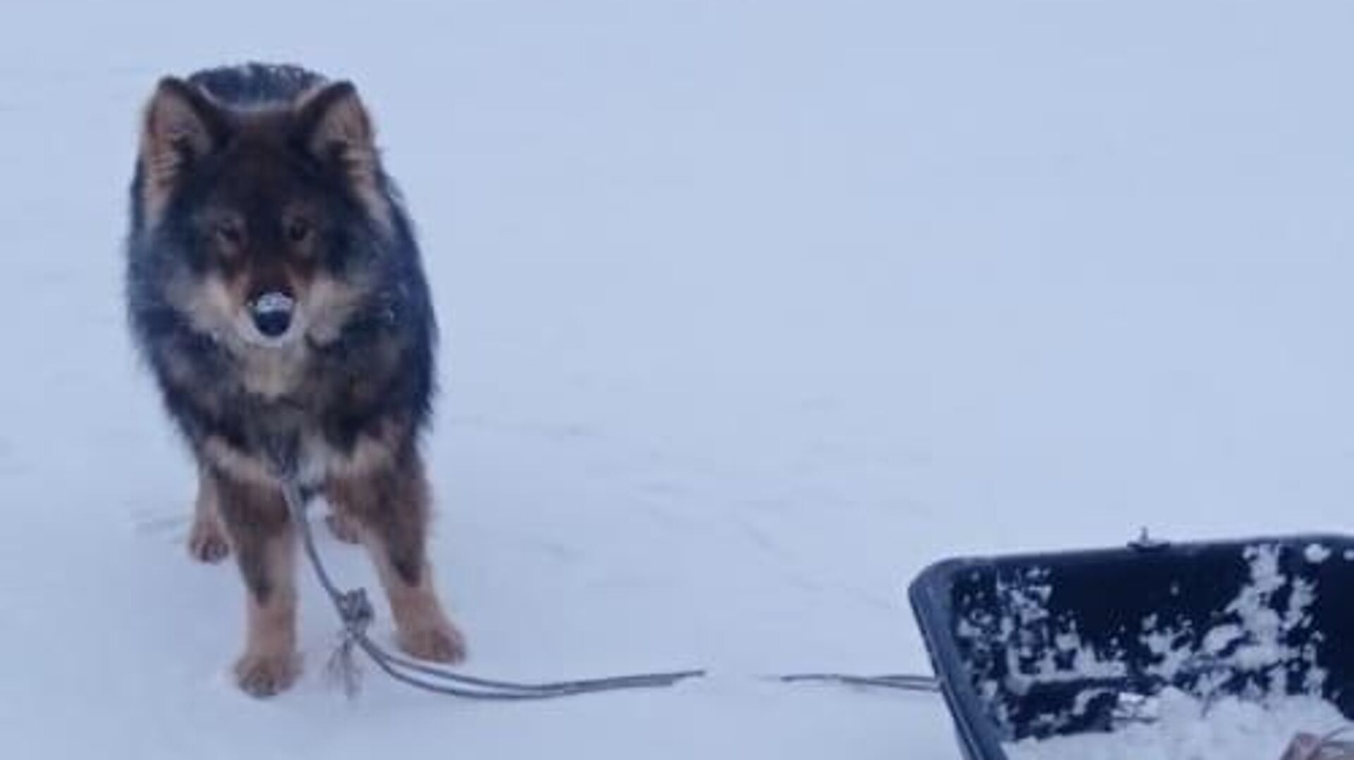 Собака в Якутии привела спасателей к хозяину - РИА Новости, 1920, 20.12.2022