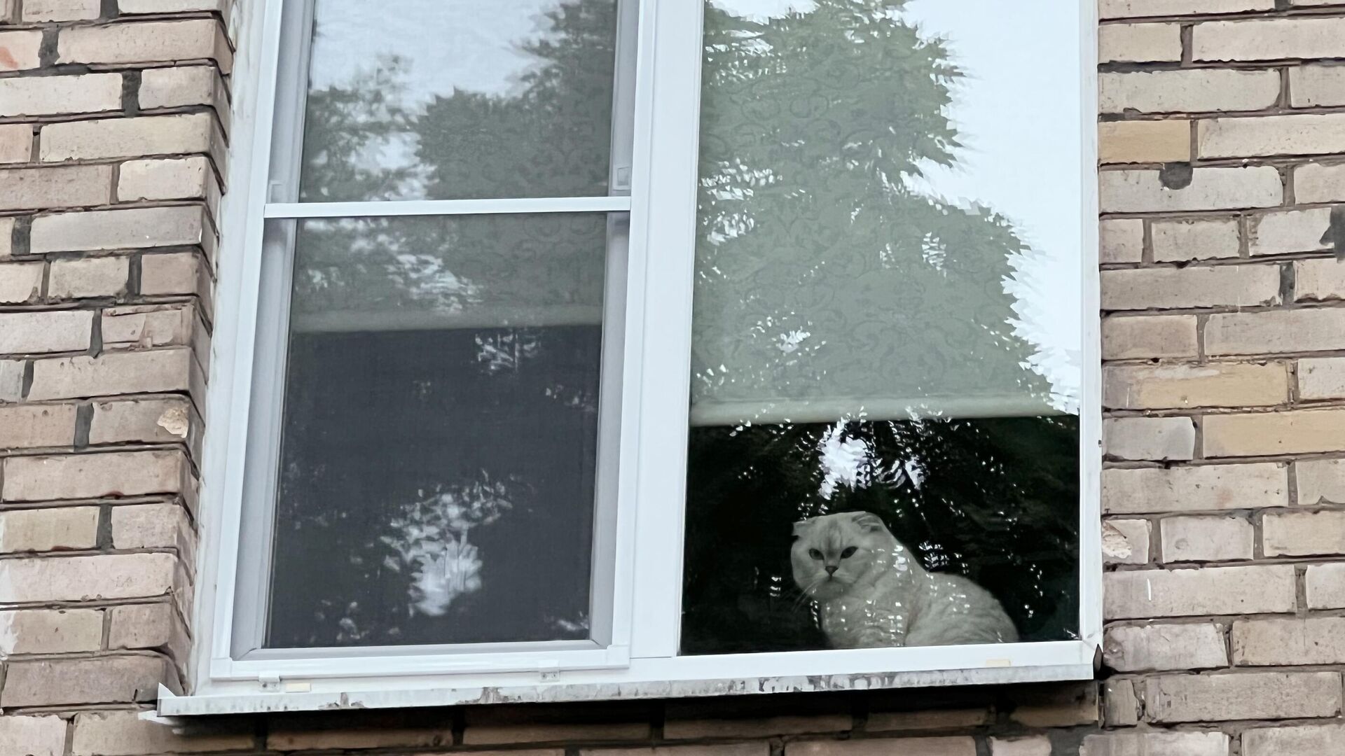 Кот смотрит на улицу из окна квартиры - РИА Новости, 1920, 20.02.2024