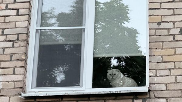 Кот смотрит на улицу из окна квартиры