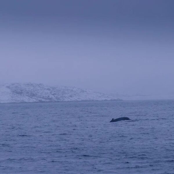 Териберка Териберка