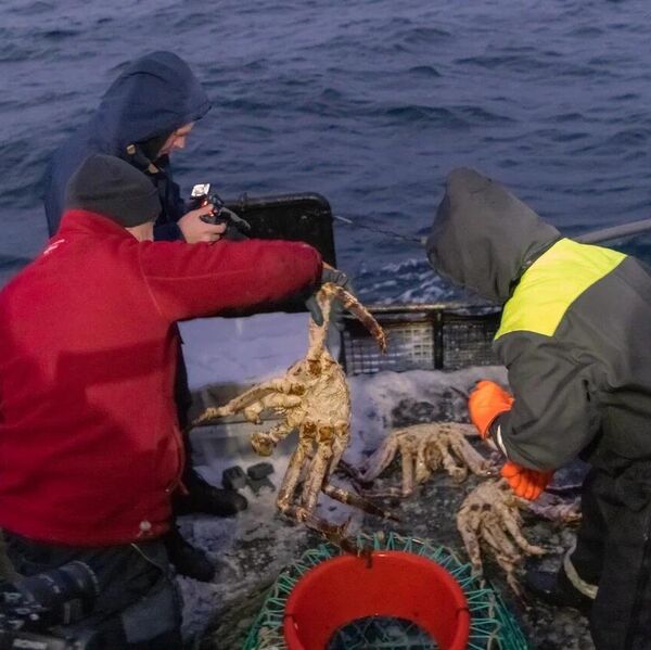 Ловля крабов Ловля крабов