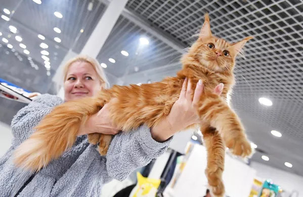 Кошка породы мейн-кун на выставке КоШарики Шоу в Москве