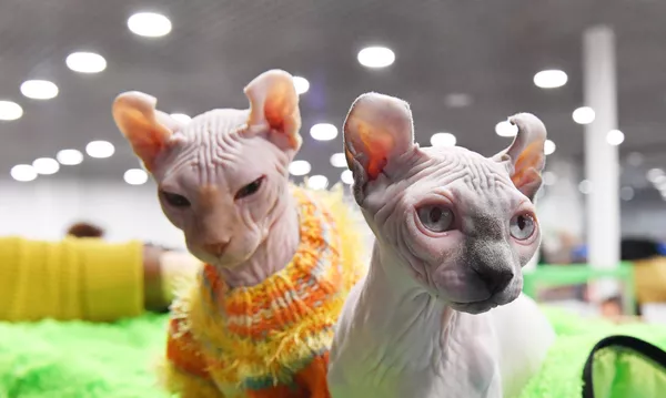 Кошки породы эльф на выставке КоШарики Шоу в Москве