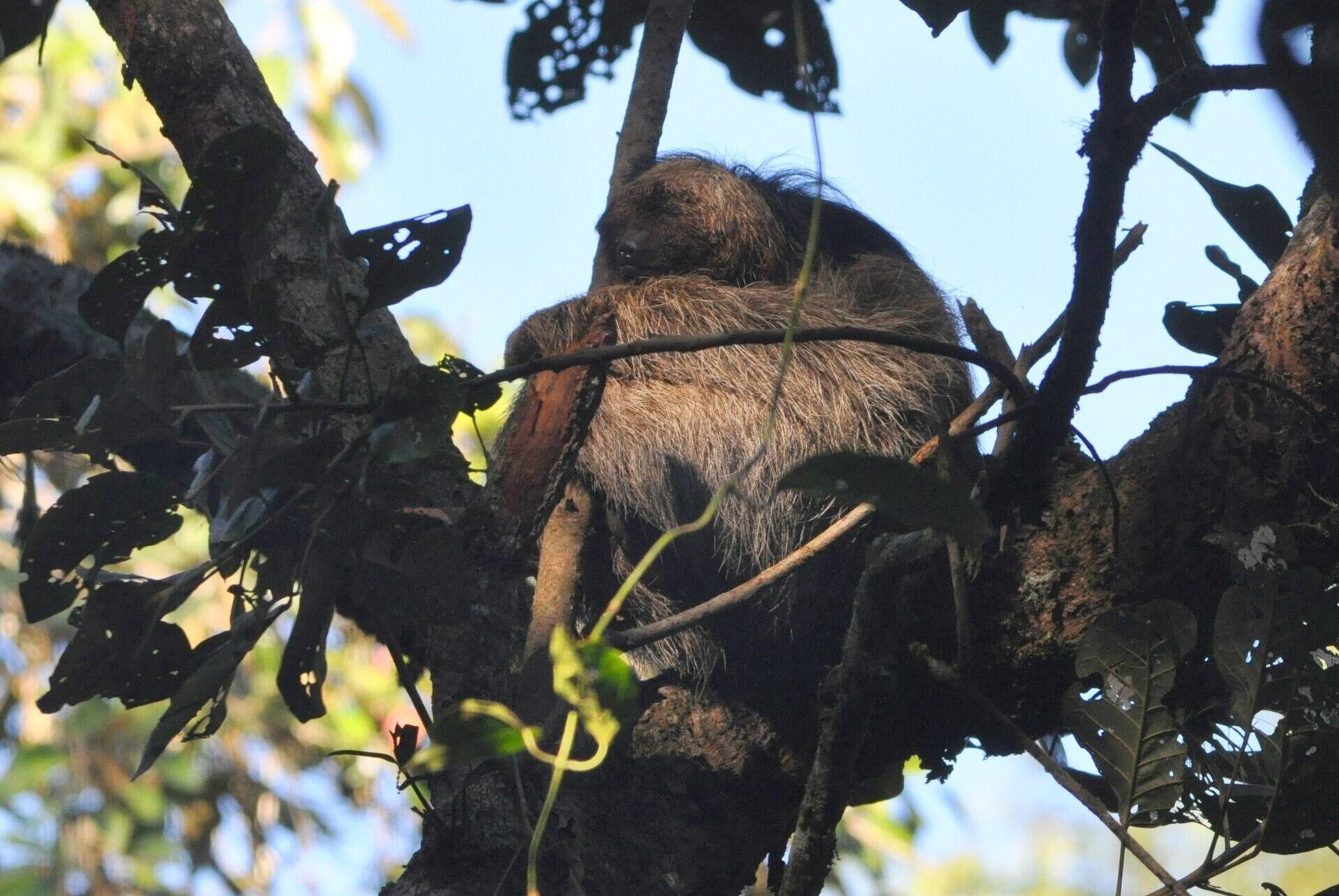 Ленивец Bradypus torquatus - РИА Новости, 1920, 26.12.2022