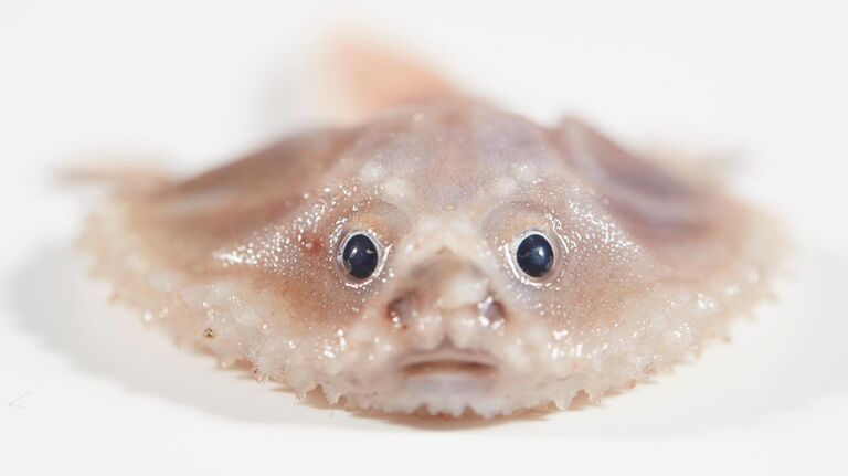 Batfish