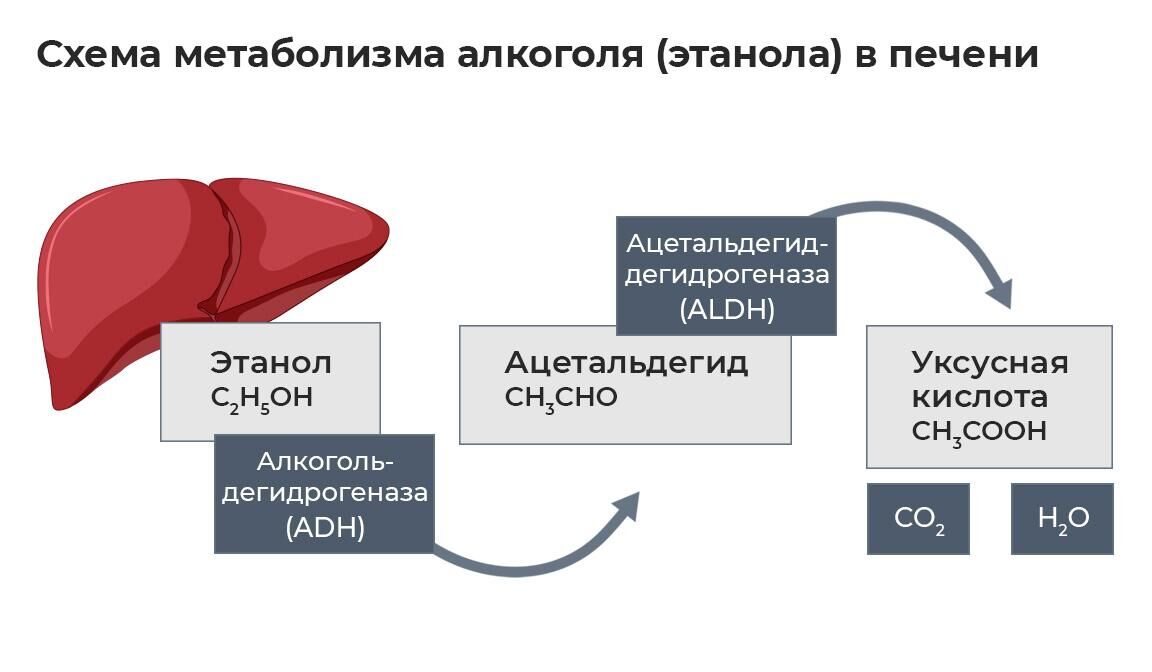 Схема метаболизма алкоголя в печени - РИА Новости, 1920, 28.12.2022