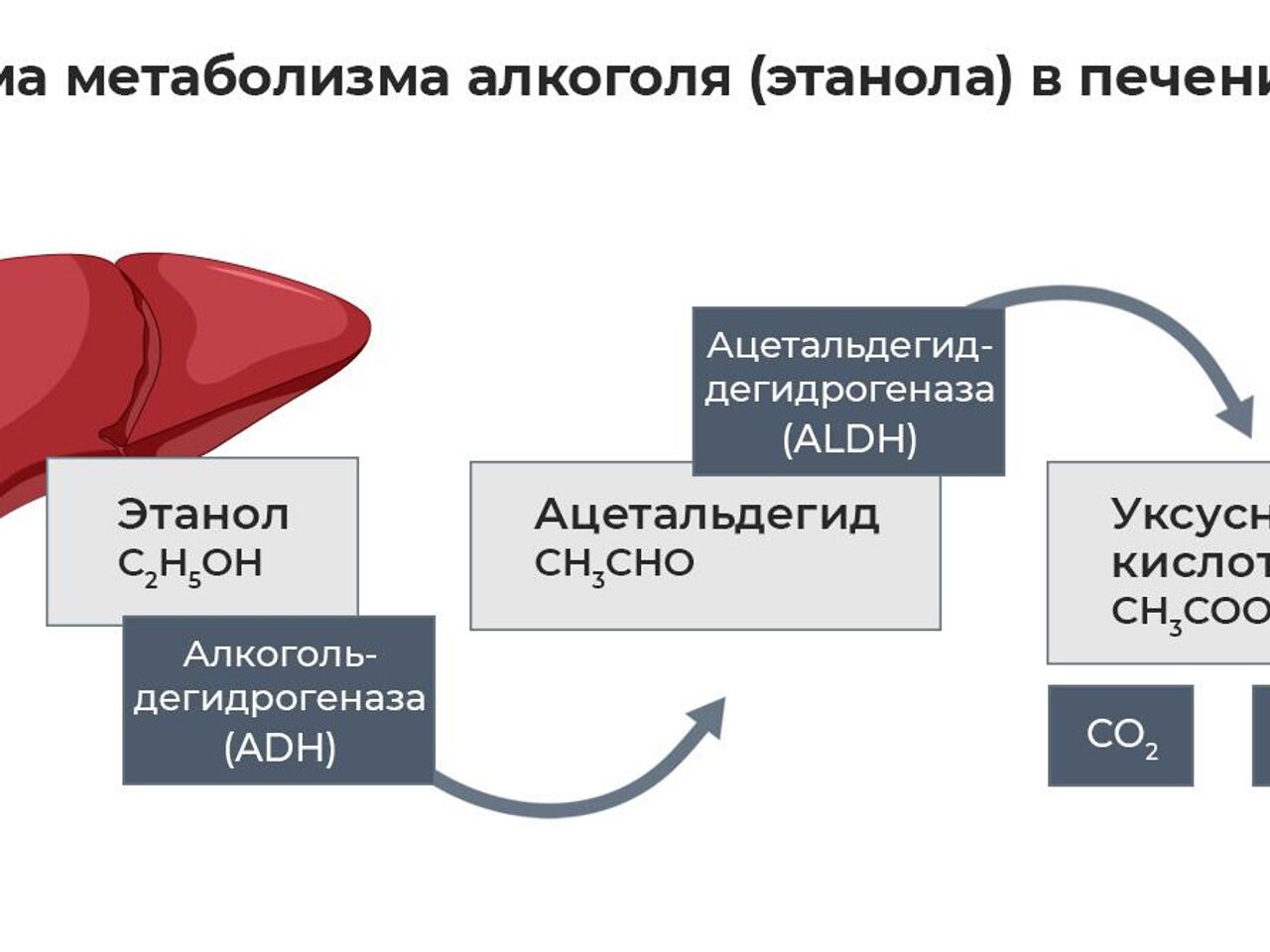 Как избавиться от похмелья: исчерпывающее руководство