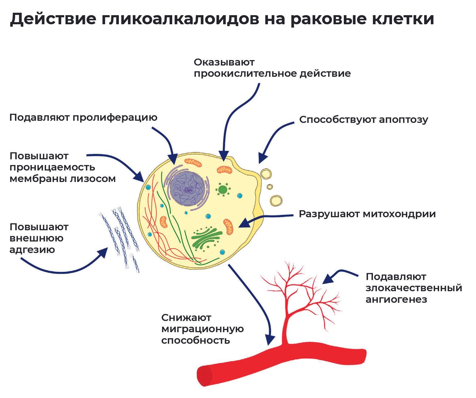 Действие гликоалкалоидов на раковые клетки - РИА Новости, 1920, 30.12.2022