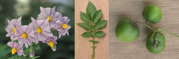 Цветы, листья и плоды картофеля Цветы, листья и плоды картофеля