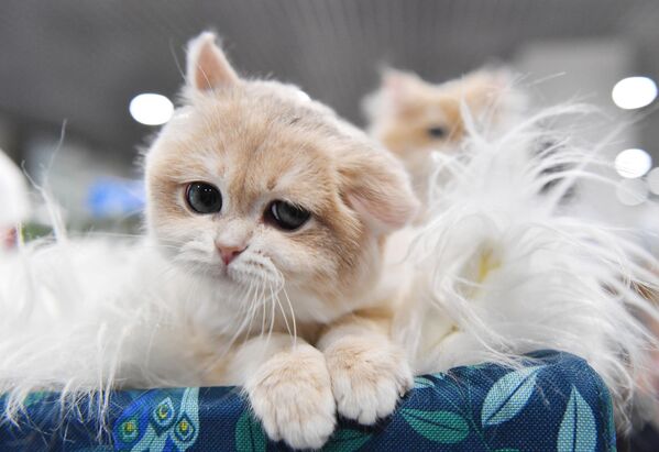 Кошка британской породы на выставке КоШарики Шоу в Москве