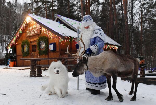 Дед Мороз с северным оленем и самоедской лайкой возле Заимки Деда Мороза