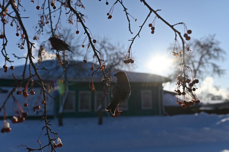 Зяблики на рябине в городе Тара Омской области