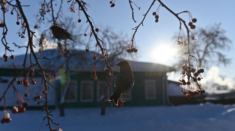 Зяблики на рябине в городе Тара Омской области