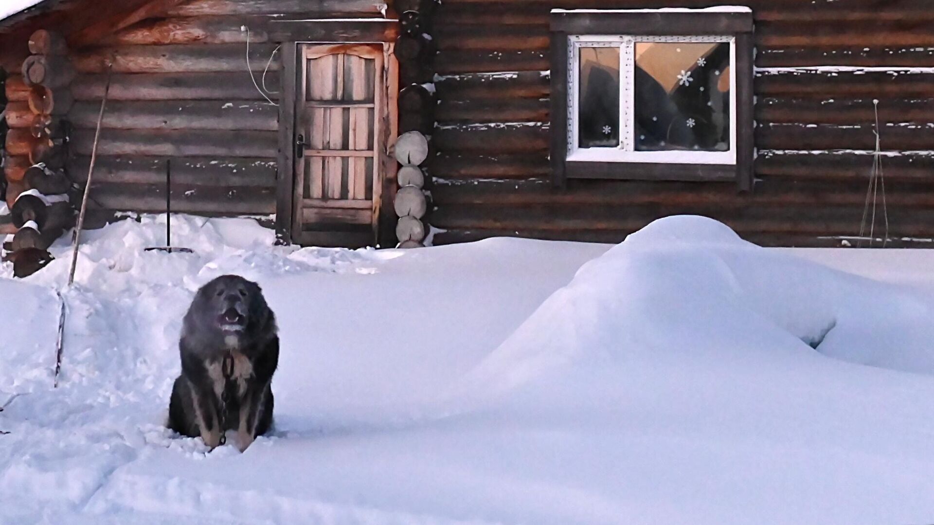 Собака возле жилого дома - РИА Новости, 1920, 04.01.2024
