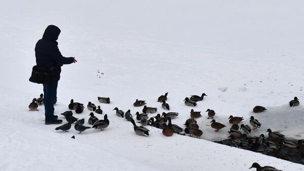Мужчина кормит птиц на берегу реки Исеть в Историческом сквере Екатеринбурга