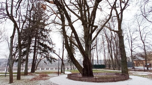 Дуб в Центральном парке - ему более 140 лет Дуб в Центральном парке - ему более 140 лет