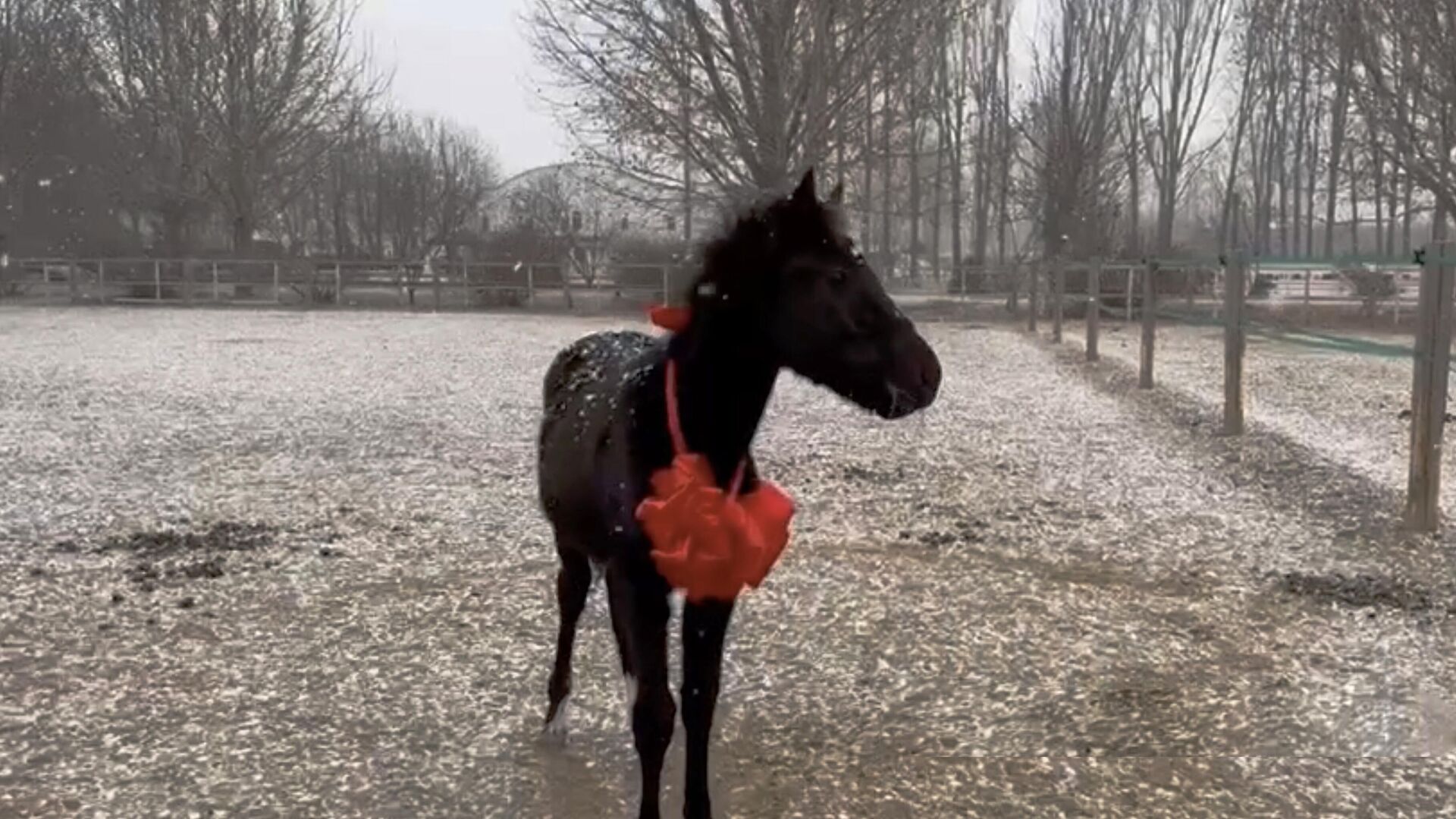 Клонированный конь Чжуан Чжуан. Кадр из видео - РИА Новости, 1920, 12.01.2023
