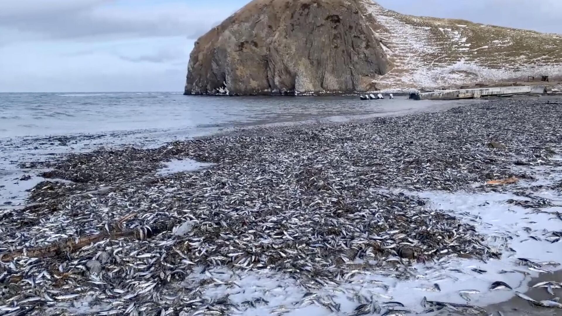 На месте выброса дальневосточных сардин на острове Кунашир. Кадр из видео - РИА Новости, 1920, 14.01.2023