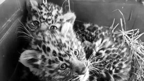 Котята дальневосточного леопарда, найденные на трассе в Приморье